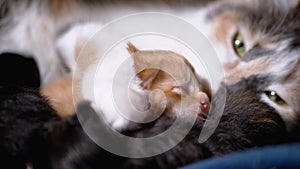 Nursing Mom Cat Hugs a Blind Newborn Ginger Kitten. Cute Cat Family