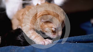 Nursing Mom Cat Hugs a Blind Newborn Ginger Kitten. Cute Cat Family