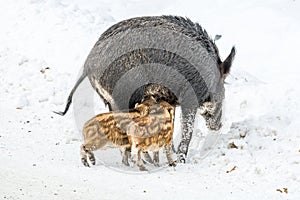 Nursing Mommy Boar With Two Piglets Drinking Milk in the Snow