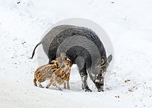 Nursing Mommy Boar With Two Piglets Drinking Milk in the Snow