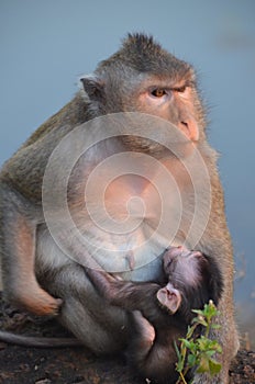 Nursing Monkey in Angkor Wat, Cambodia