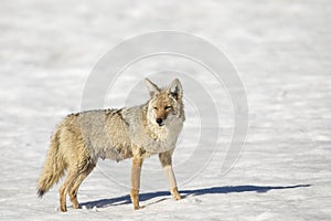 Nursing mother coyote in snow in winter