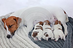 Nursing sleeping mother Jack Russell Terrier with three puppies who dab milk on a knitted rug, Maternity, protection