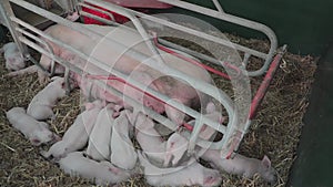 Nursing Sow Piglets