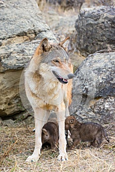 Nursing timber wolf