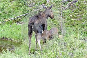 Nursing Calf. Shiras Moose of The Colorado Rocky Mountains