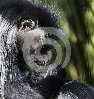 Nurturing the Baby Colobus