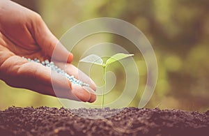 Nurturing baby plant with chemical fertilizer