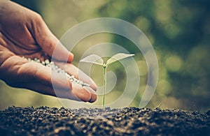 Nurturing baby plant with chemical fertilizer