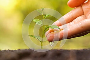 Nurturing baby plant photo