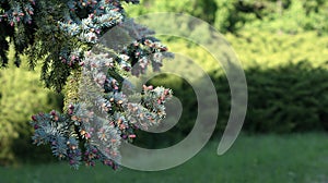 Nurturing Conifers: Young Trees with Nascent Cones in Botanical Garden