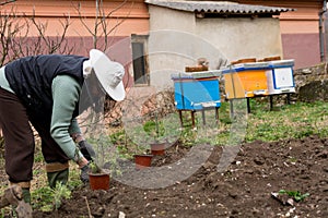 Nurturing the Future: Woman Beekeeper Plants Lavender by Beehives
