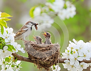 Nurturing Love: Sparrow Feeding Chicks in Nest