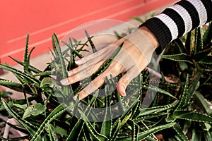 Nurturing Nature: Woman's Hand Caressing Cactus or Aloe Vera Leaves