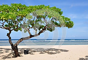 Nusa Dua Beach Tree