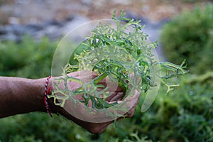 Nusa Penida,Bali-Sept 04 2021: A seaweed farmer in Nusa Penida Bali is harvesting his seaweed cages on a cloudy afternoon. Grass