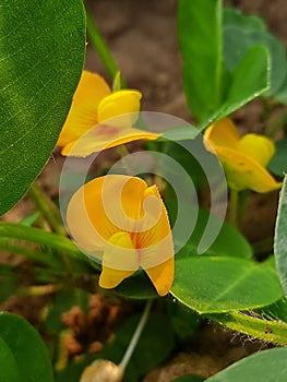 Nut flower in a field photo