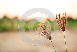 Nut grass, cocograss, in sunset landscape blurred background