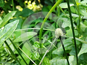 Nut grass flower & x28;Cyperus rotundus& x29;