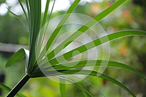 Nut grass with green soft color herb. in nature beautiful background