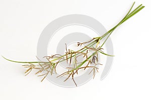 Nut grass, Purple nutsedge, Nutsedge (Cyperus rotundus Linn.).