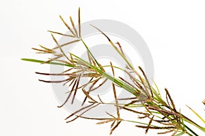 Nut grass, Purple nutsedge, Nutsedge (Cyperus rotundus Linn.).