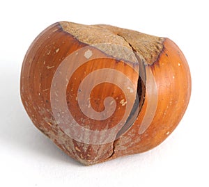 Nut, Hazelnut