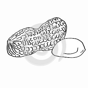 Nut icon illustration drawing