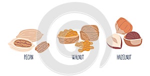 Nut Kernels Pecan, Walnut and Hazelnut. Nutritious, Edible Seeds Enclosed In Hard Shells. Snack, Rich In Healthy Fats
