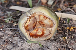 Nut of a Palmyra palm Borassus aethiopum