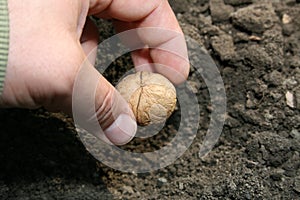 Nut planting