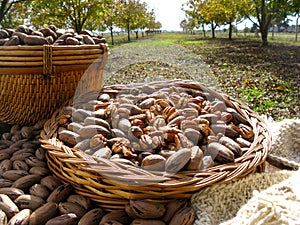 Nut producers, pecan variety, first harvest of the year. Walnut trees