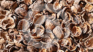 Nut shell. Empty walnut shell. Texture of nuts. Selective focus