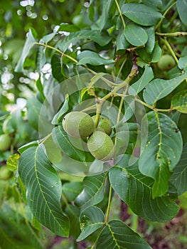 Nut tree on the branches of which grow young green nuts