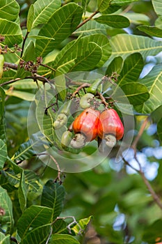 Nut Tree Cashew Growing Nuts
