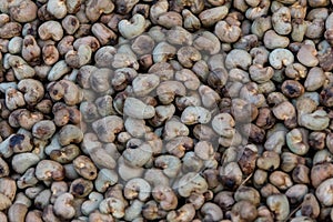 Nut Tree Cashew Growing Nuts