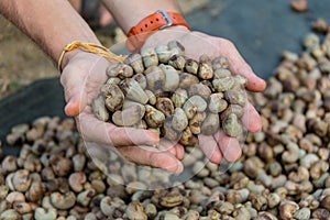 Nut Tree Cashew Growing Nuts