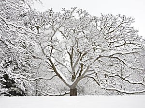 Nut tree covered with snow after snowstorm at Cornell Botanical Gardens