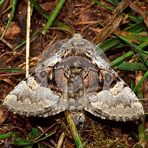 Nut-tree tussock moth (Colocasia coryli)