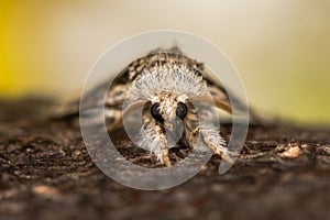 Nut-tree tussock moth & x28;Colocasia coryli& x29; head on