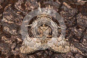 Nut-tree tussock moth & x28;Colocasia coryli& x29; at rest on bark