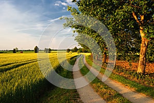 Walnut trees on a road through farmfields