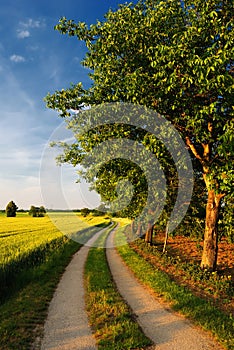 Walnut trees on a road through farmfields
