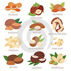 Nut vector nutshell of hazelnut or walnut and almond nuts set nutrition with cashew peanut and chestnuts nutmeg