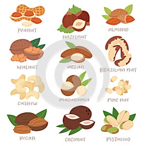 Nut vector nutshell of hazelnut or walnut and almond nuts set nutrition with cashew peanut and chestnuts nutmeg photo