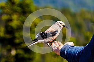 A Nutcracker bird eating from a person`s hand