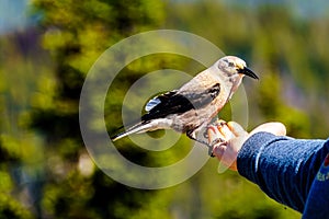 A Nutcracker bird eating from a person`s hand