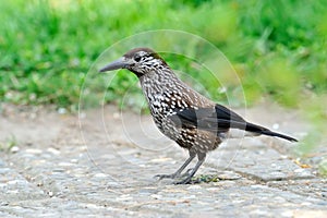 Nutcracker (nucifraga caryocatactes) in the grass