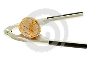 Nutcracker and walnut.