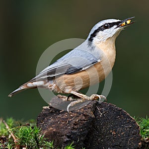 Nuthatch